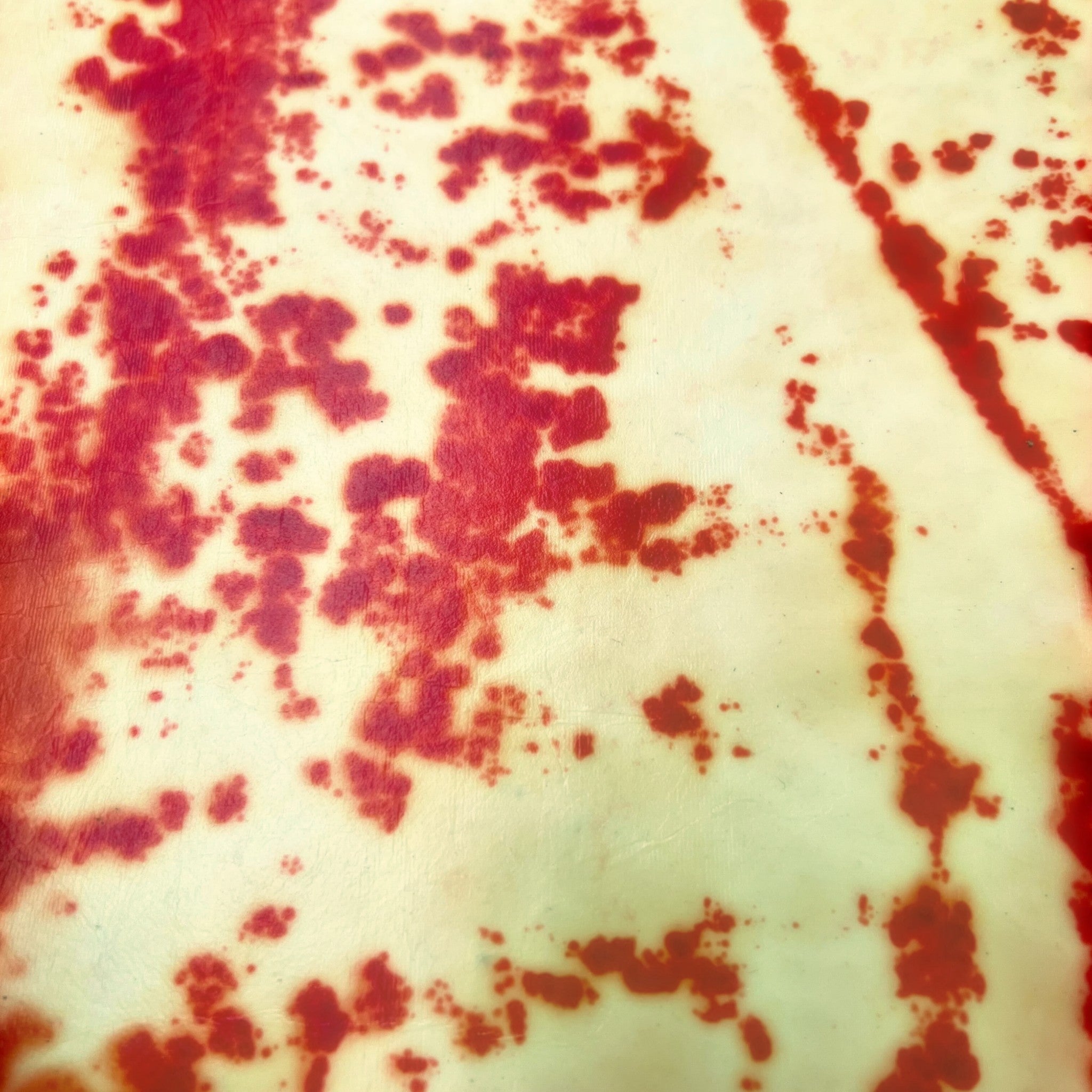 Celium™  - Motile States Collection SS